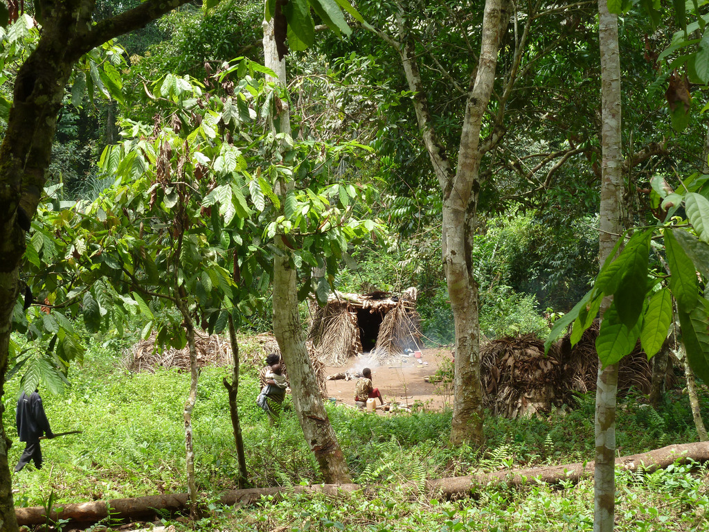 études 
ethnographiques Congo pygmées peuples autochtones société forestière