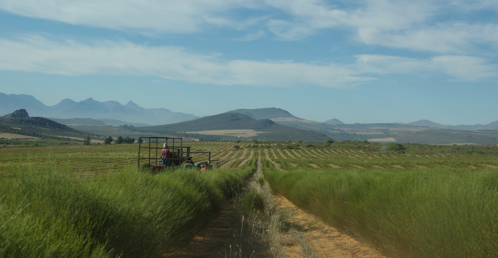 étude ethnographique pratiques alimentaires et agriculture filière rooibos Afrique du Sud
