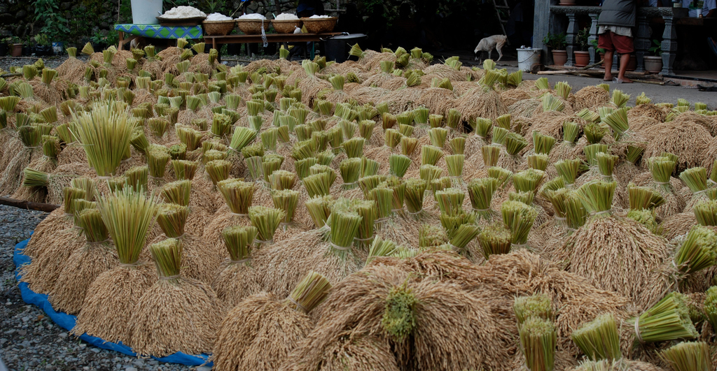 étude ethnographique filière patrimoine alimentation Philippines riz tinawon Ifugao