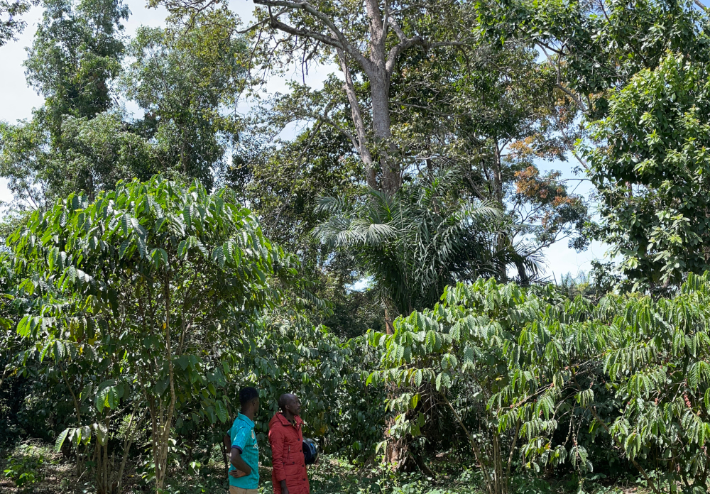Étude d'impact social café cacao compensation carbone Togo