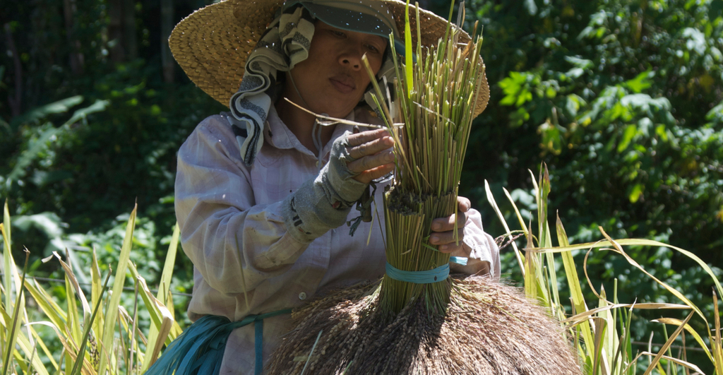 MÉMOIRES IDENTITÉS PATRIMOINES -  étude ethnographique filière patrimoine alimentation Philippines riz tinawon Ifugao